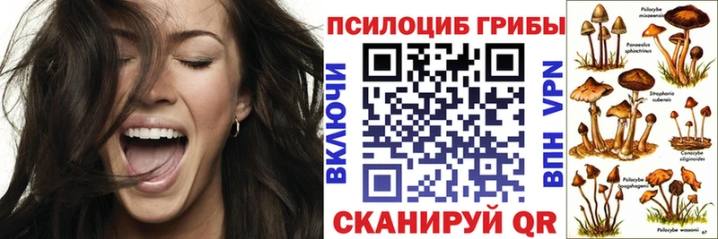 Купить где  Медынь  Псилоцибиновые грибы Psilocybine cubensis 
